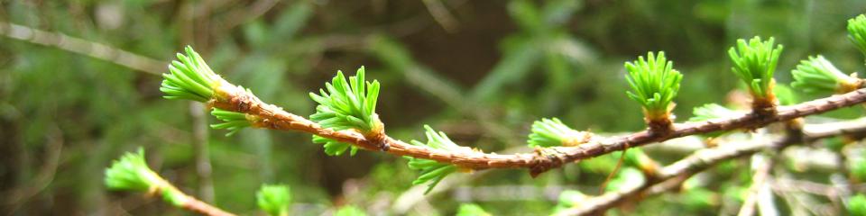 New growth on a pine tree