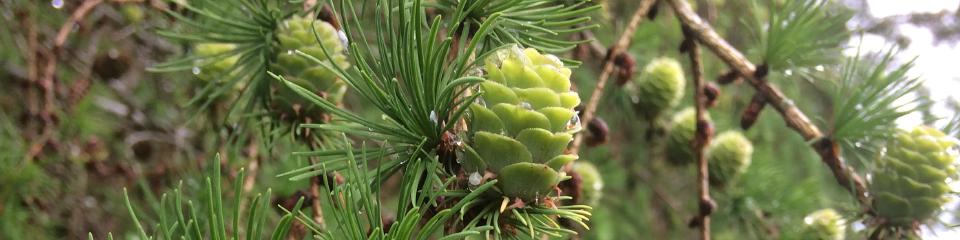 Green pine cones
